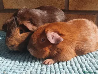 Guinea Pig rodents Beautiful guinea pigs - Advert 19