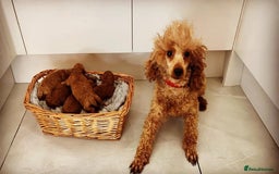 Toy Poodle dogs for sale: Tiny red toy poodle  - Image 1