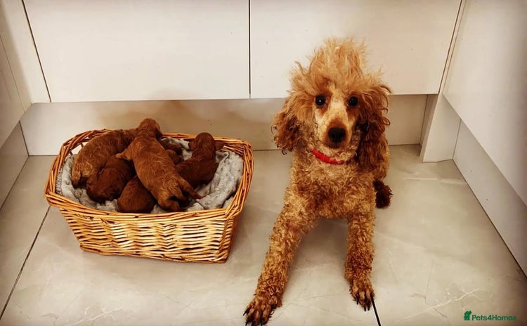 Toy Poodle dogs - Advert 2