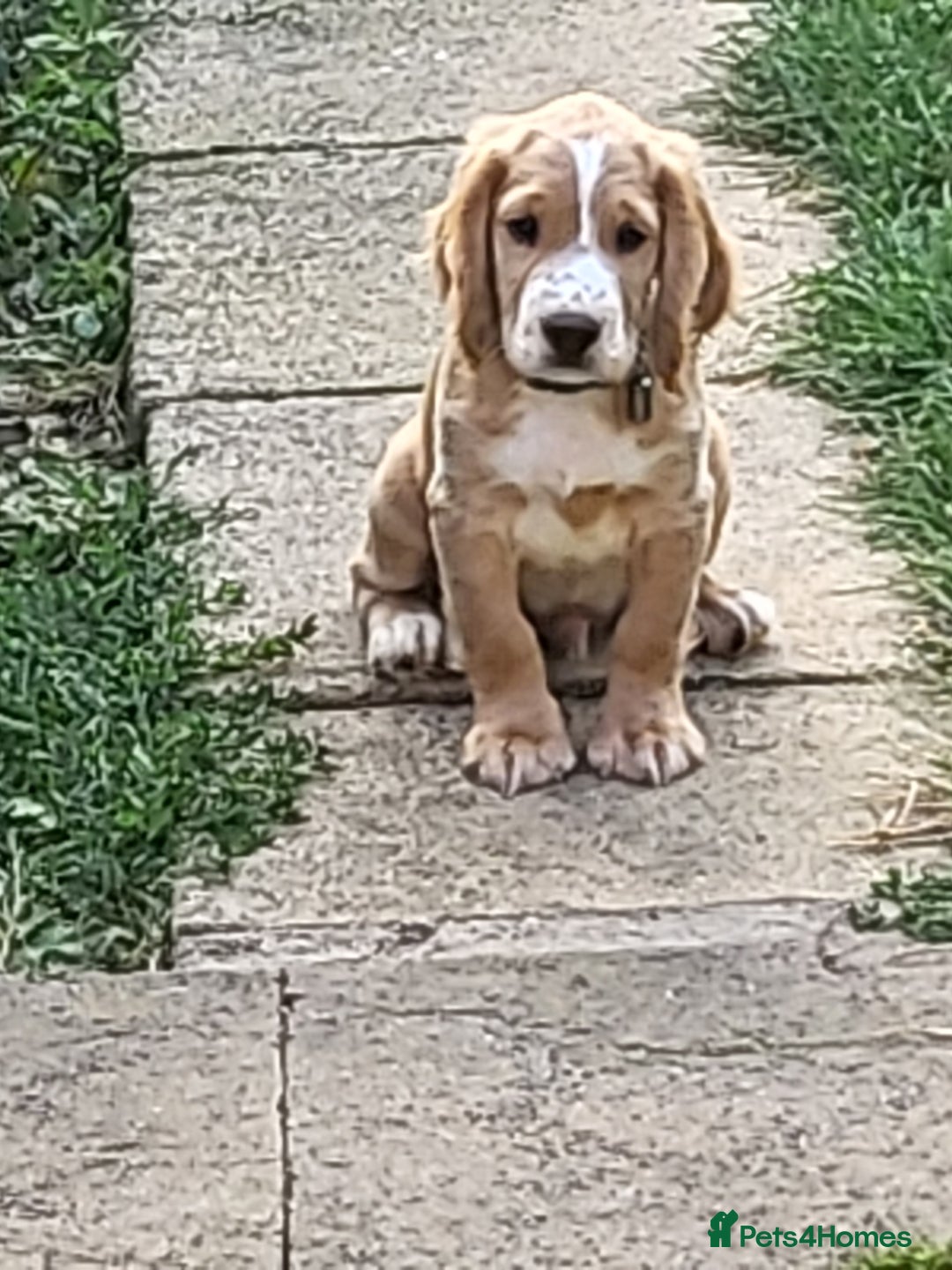 Golden/red month old cocker spaniel for sale in Driffield