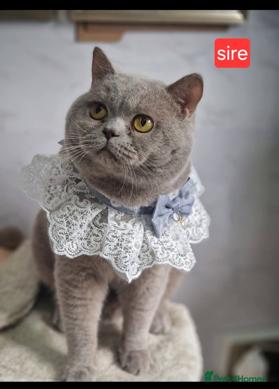British Shorthair cats for sale: Chunky champion Gccf british shorthair kittens in Bradford - Advert 8