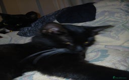 European cats for sale: 3 adorable kittens for sale  - Image 13