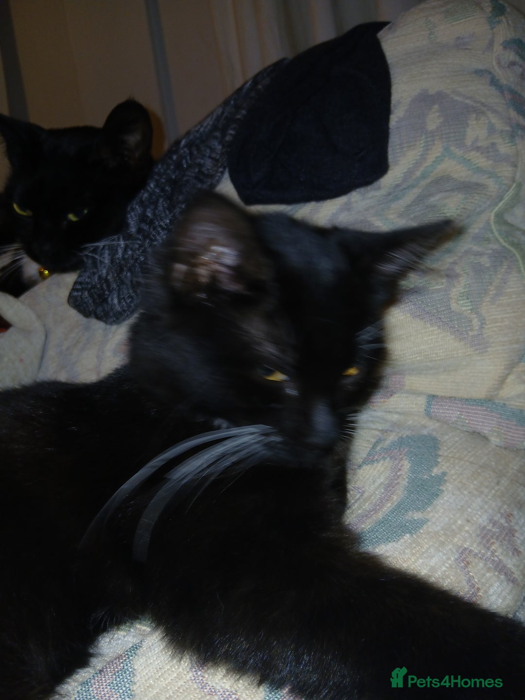 European cats for sale: 3 adorable kittens for sale  - Image 13