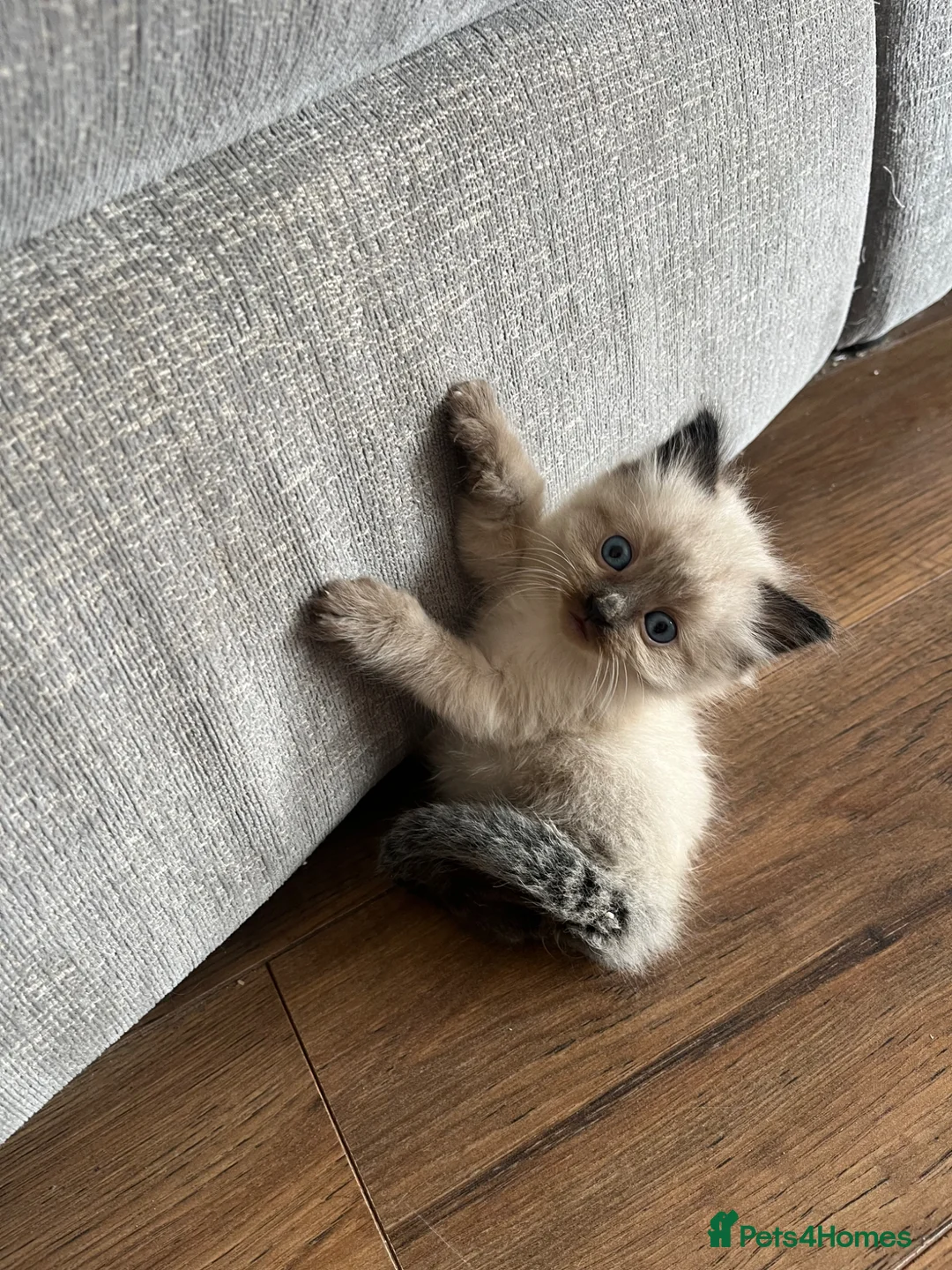 Mixed Breed cats for sale: Ragdoll cross kittens  - Advert 1