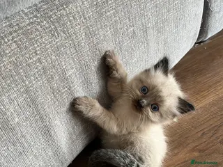 Mixed Breed cats Ragdoll cross kittens - Advert 1