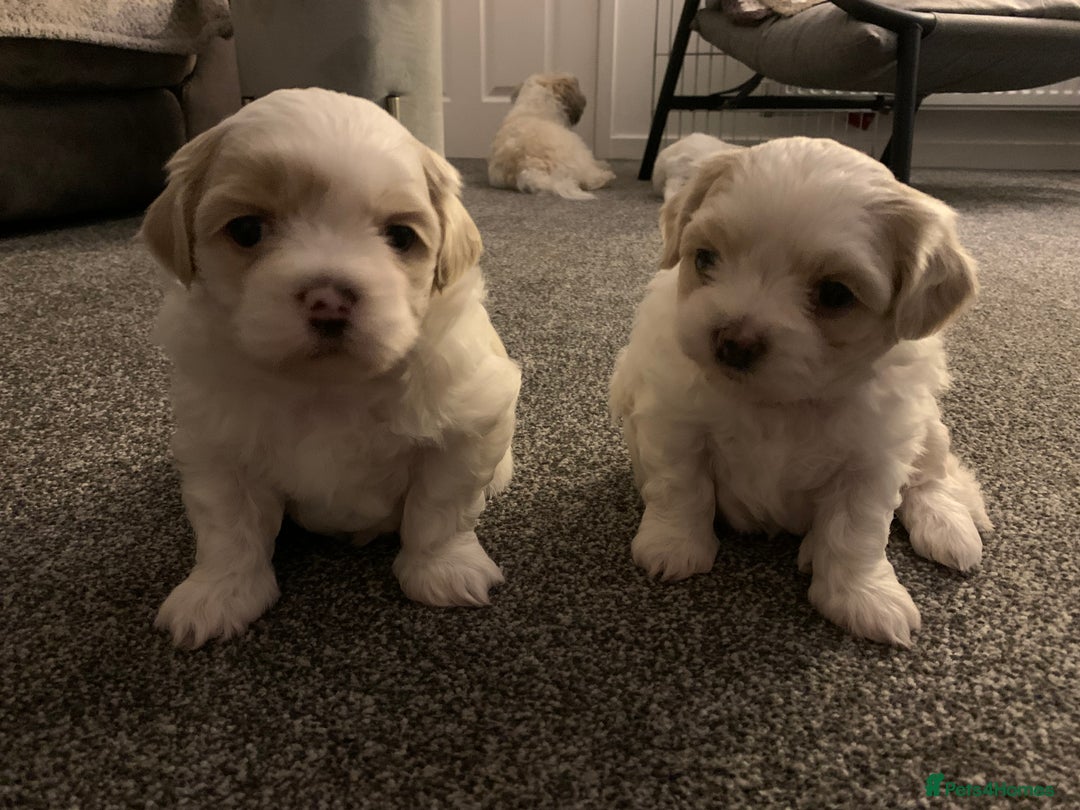 Malshi dogs for sale: Malshi puppies - Image 8