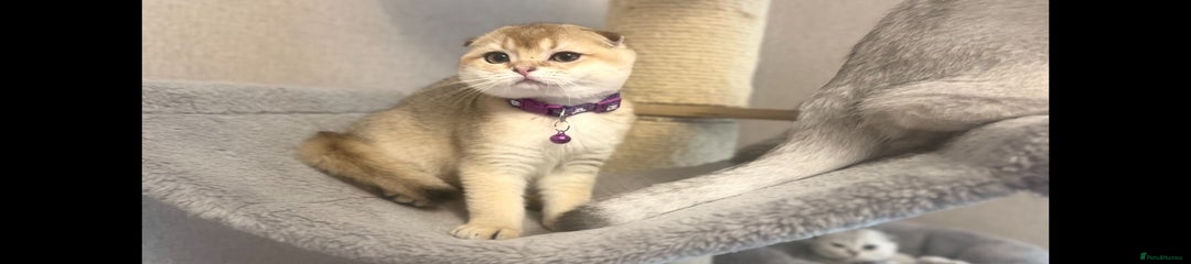 Scottish Fold Girl Kitten 