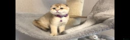 Scottish Fold cats for sale: Beautiful TICA-Reg Scottish Fold Girls - Advert 20