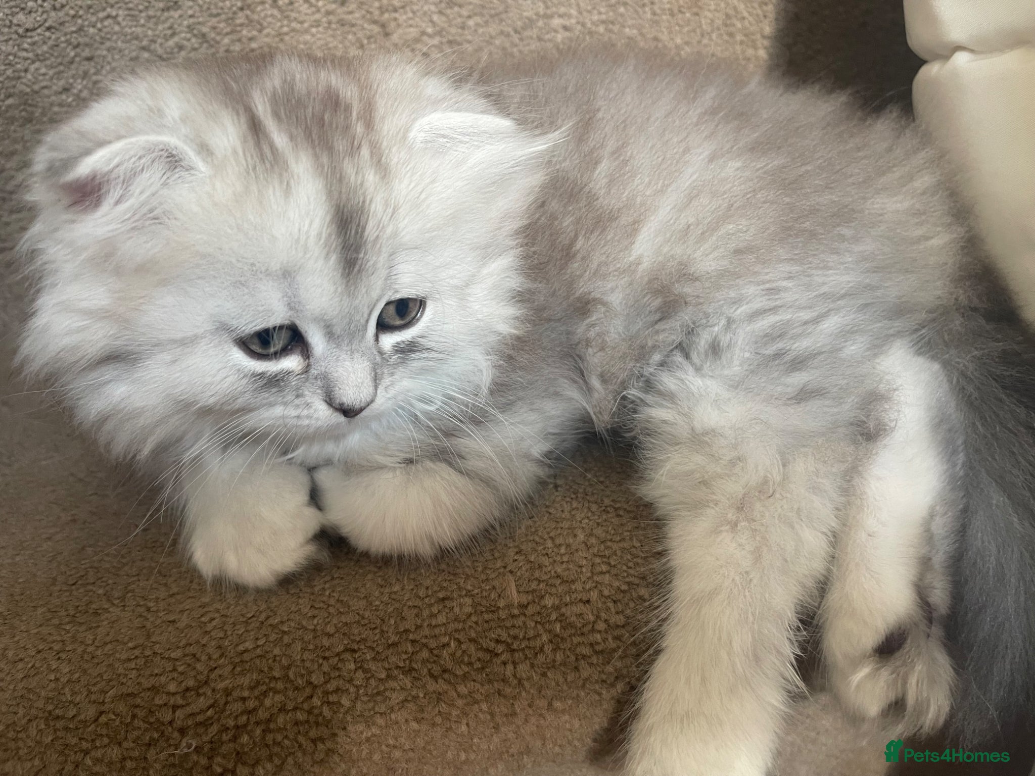 Scottish Fold cats for sale: Scottish Fold/Straight - Advert 8