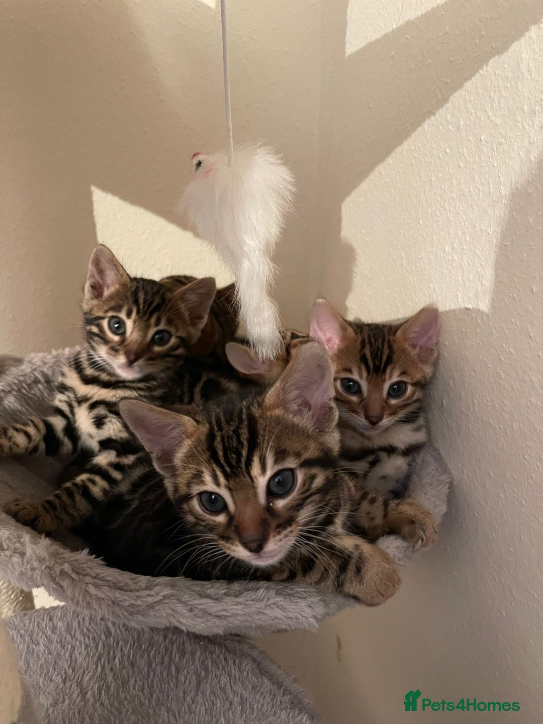 Bengal cats for sale: 5 Outstanding bengal kittens ready for a family  - Advert 34