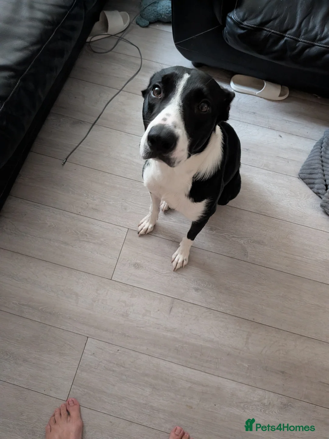 Border Collie dogs for sale: Luna  - Advert 2