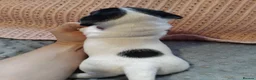 Jack Russell dogs for sale: Full jack russle pups  - Advert 16