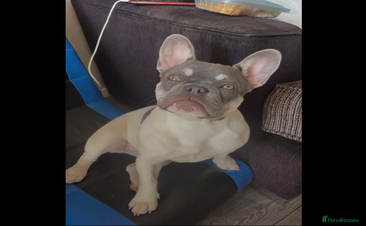 French Bulldog dogs - Advert 1