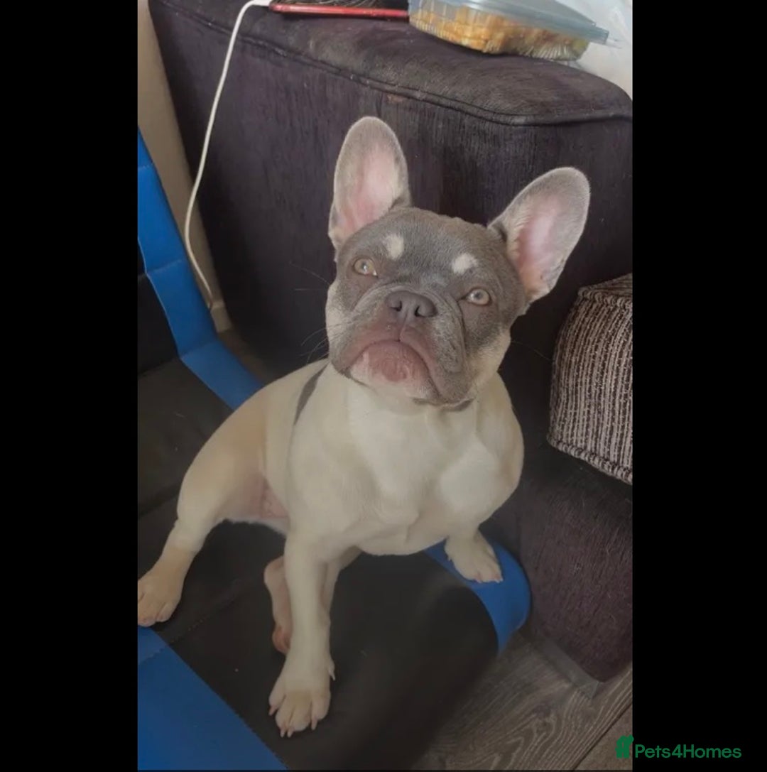 French Bulldog dogs for sale: French bulldog 8 months old - Image 1