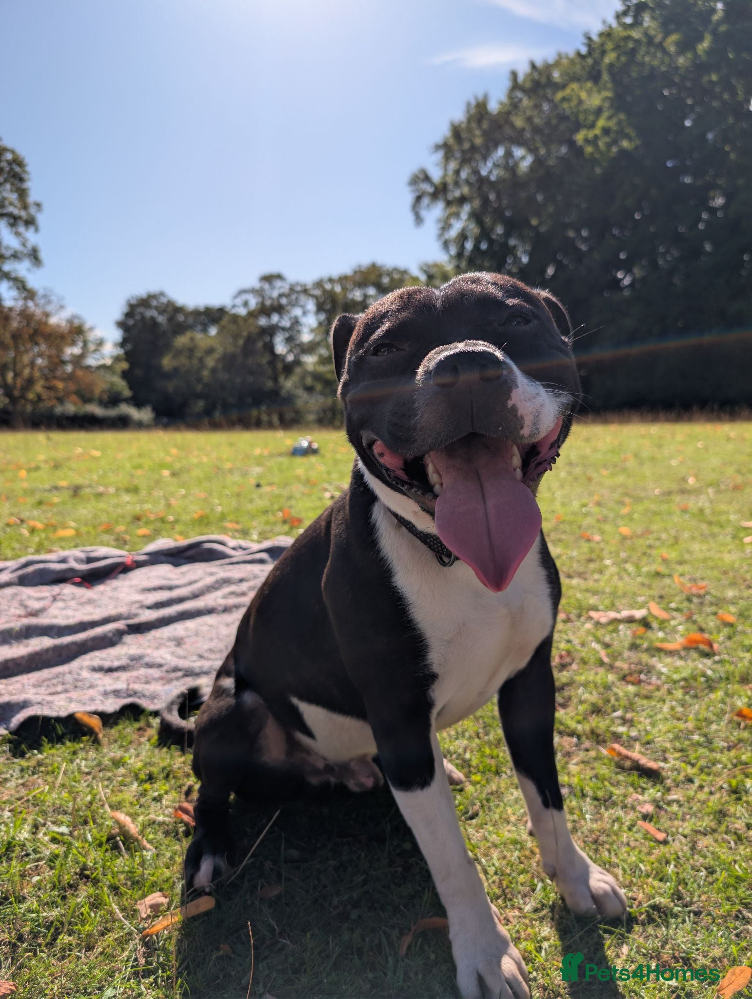 Staffordshire Bull Terrier dogs Charlie  - Advert 6