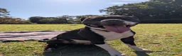 Staffordshire Bull Terrier dogs for sale: Charlie  - Advert 1