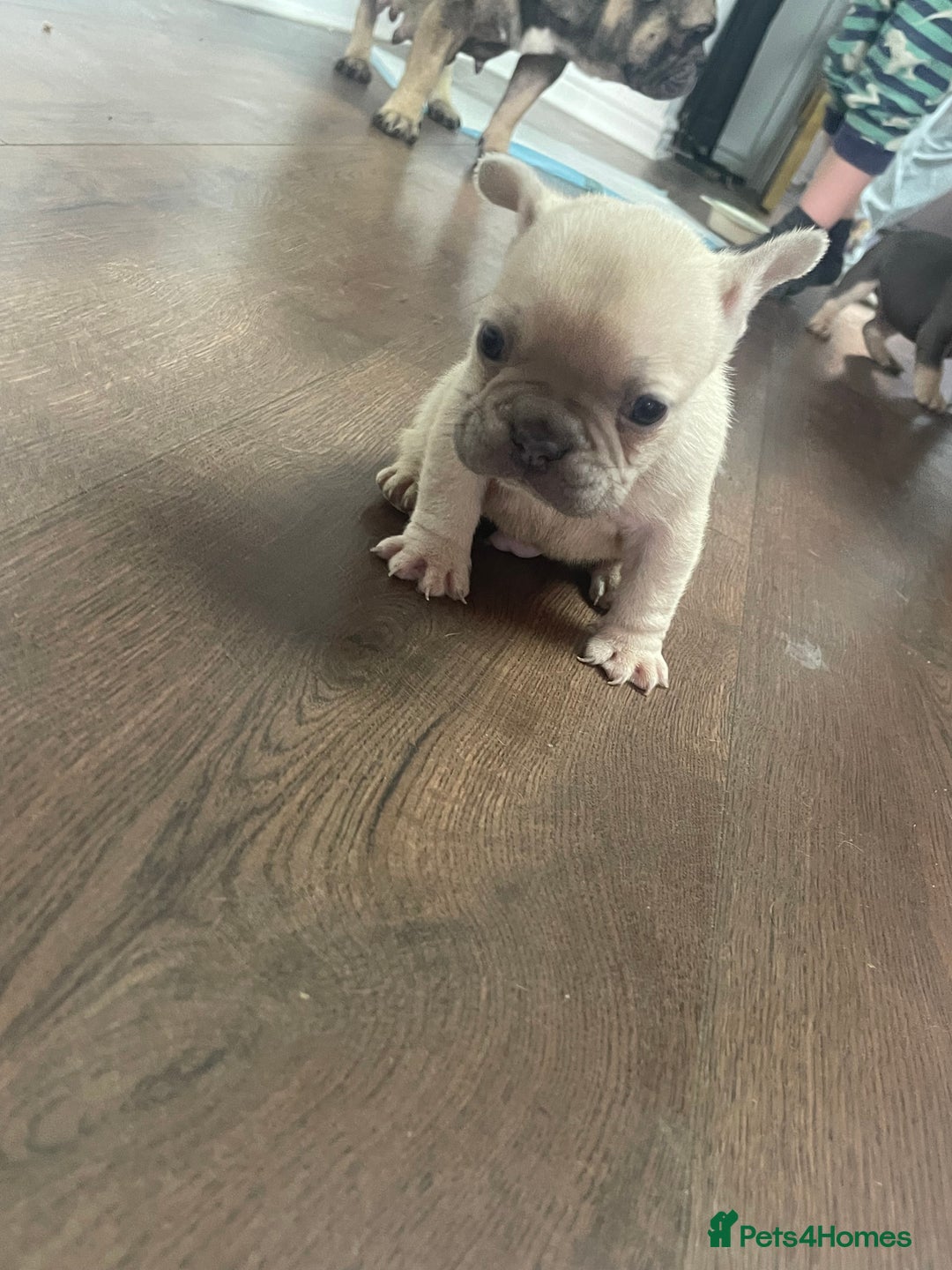 French Bulldog dogs for sale: Brindle & Fawn French Bulldog Puppies - Image 12