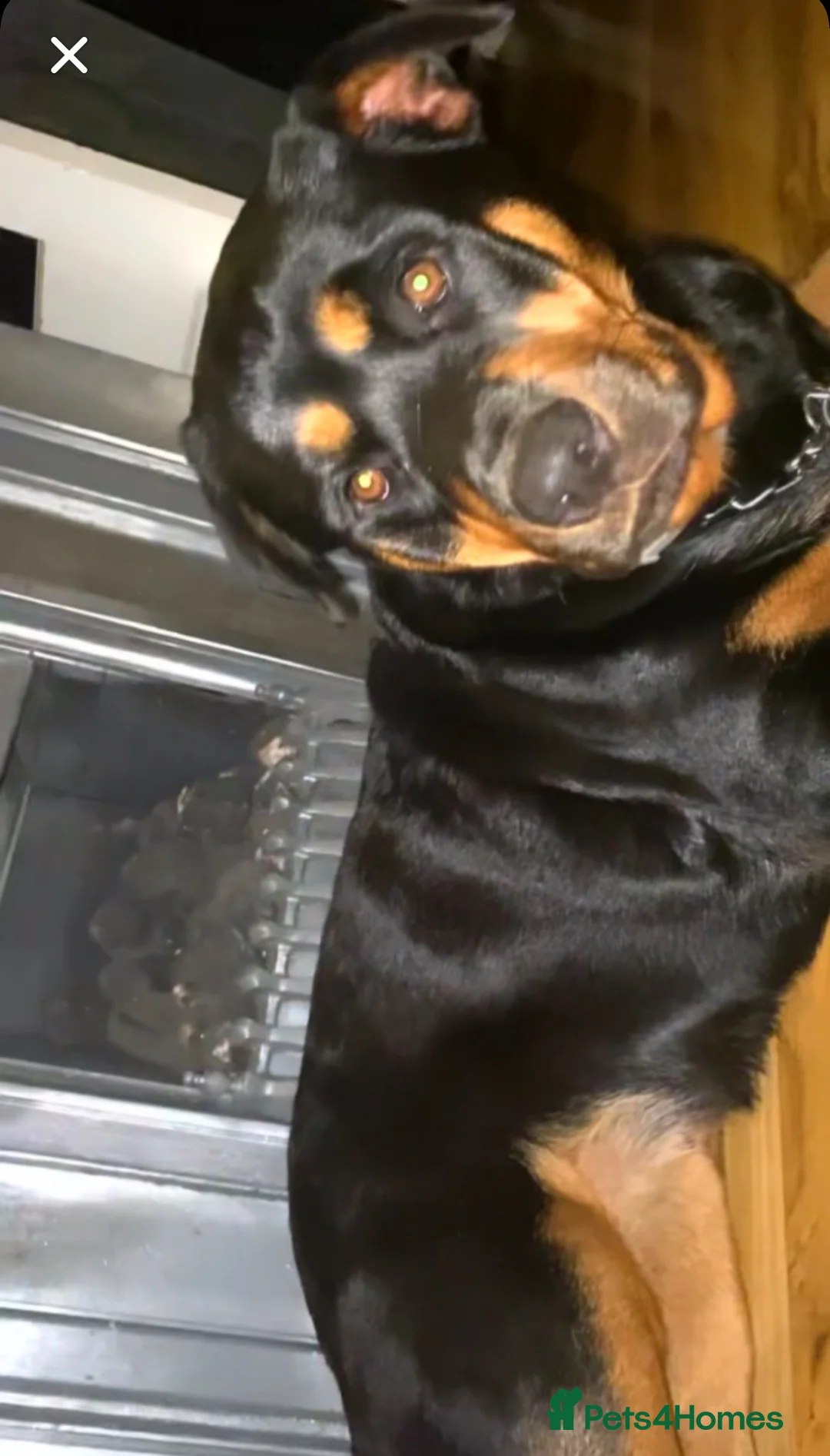 Rottweiler dogs for sale: Beautiful full bread Rottweiler pups  - Advert 1