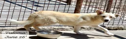 Mixed Breed dogs for adoption: Paloma, 7-8 months. Available for adoption. in Brixham - Advert 3