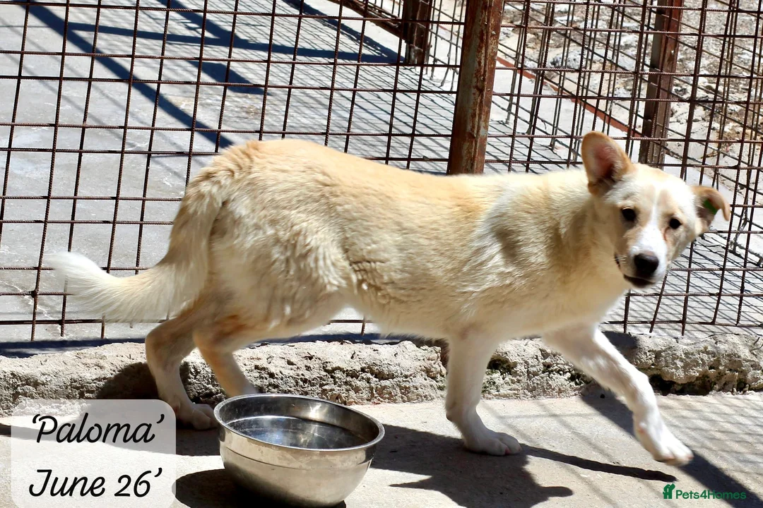 Mixed Breed dogs for adoption: Paloma, 7-8 months. Available for adoption. in Brixham - Advert 3