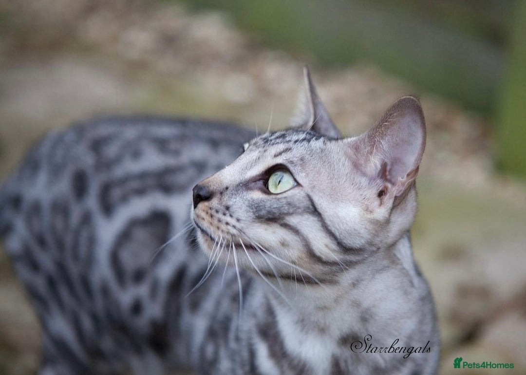 Bengal cats for sale: 🌟Pedigree bengal kittens🌟 - Image 15
