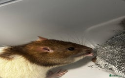 Rat rodents for sale: Muffin - Image 1