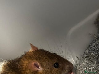 Rat rodents for sale - Advert 1