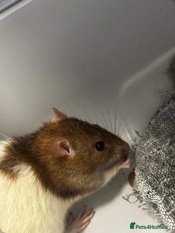 Rat rodents - Advert 1