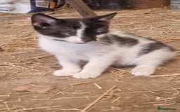 Mixed Breed cats for sale: Black & White Female kitten - Image 3