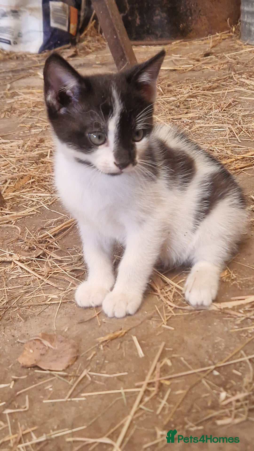 Mixed Breed cats for sale: Black & White Female kitten - Image 3