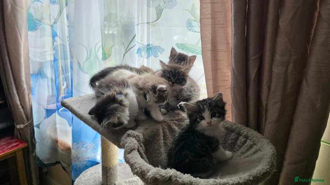 Ragdoll cats for sale: 🐱 Ragdoll Mix Kittens – Ready Soon! - Advert 39