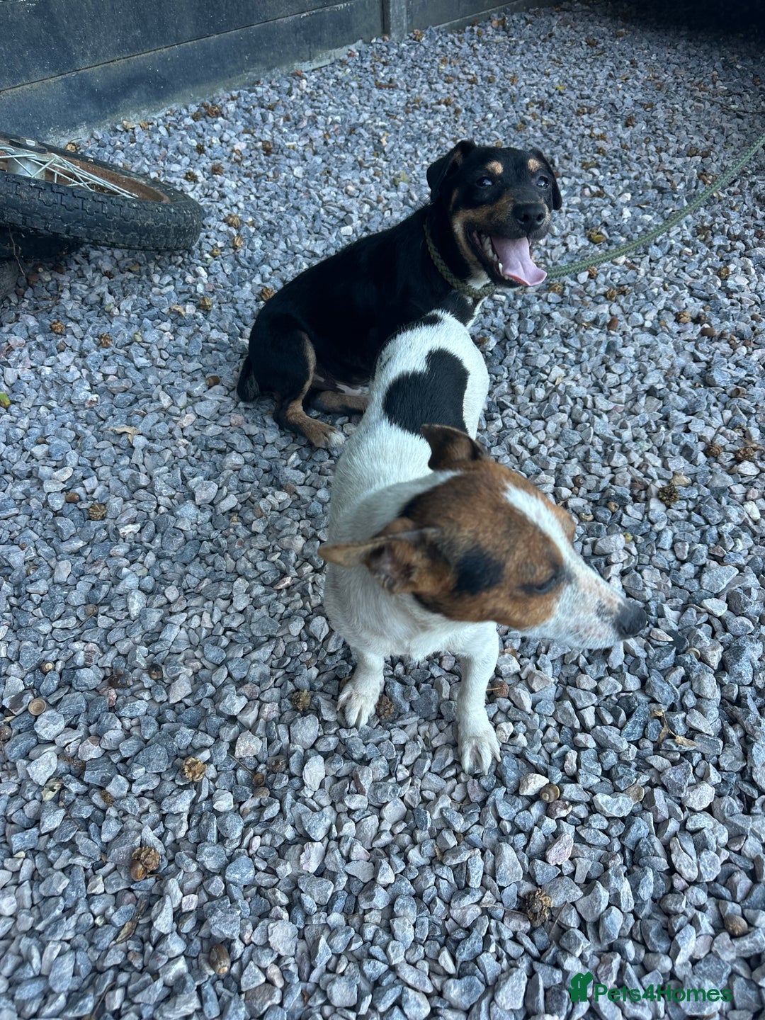 Jack Russell dogs for sale: Stunning litter of Traditional JackRussell pups  - Image 6