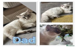 Ragdoll cats for sale: Ragdolls last male lynx  - Image 14