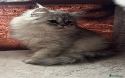 Persian cats for sale: Super cute Persian chinchilla kittens for Sale - Image 6