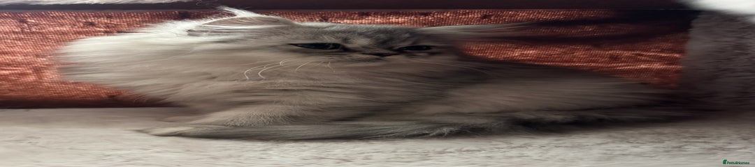 Persian Kitten 4