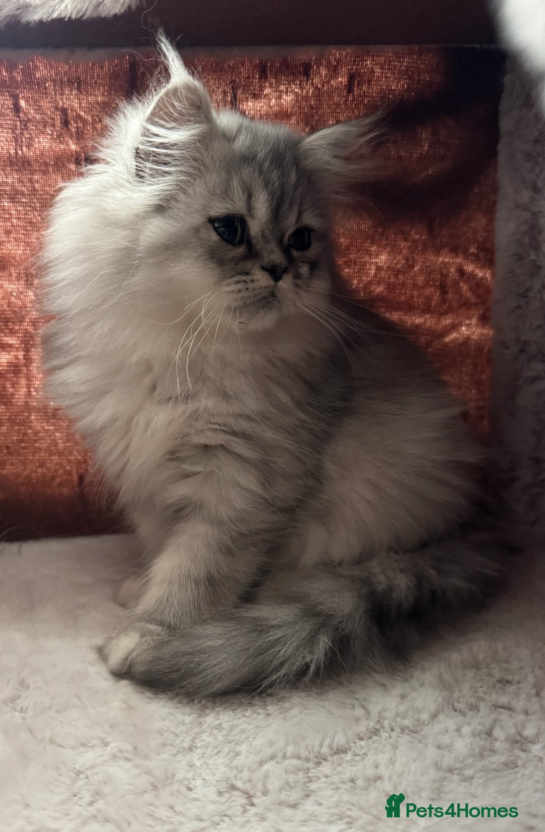 Persian cats for sale: Super cute Persian chinchilla kittens for Sale - Image 6