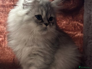 Persian cats - Advert 3