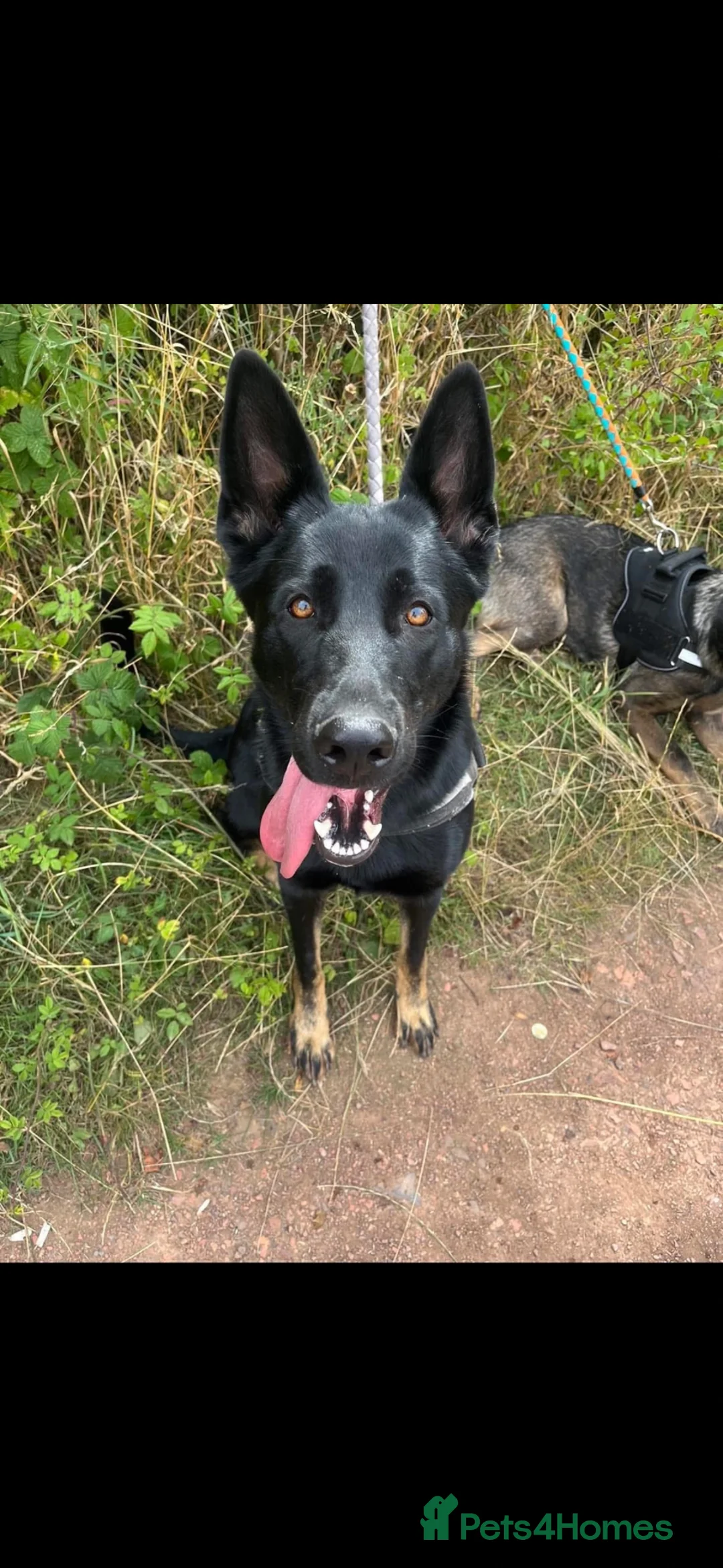 German Shepherd dogs for sale: 9 German shepherd puppies - Advert 2