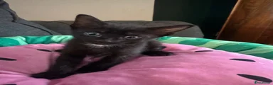 Sphynx 5