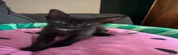 Sphynx cats for sale: Affectionate Sphynx cross - Advert 4