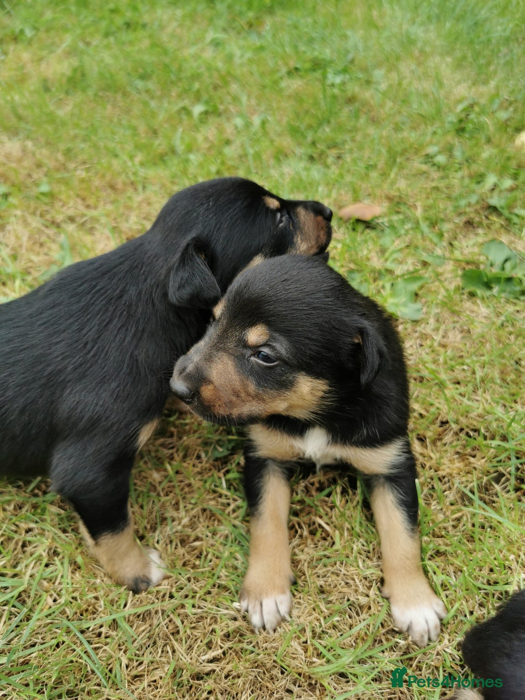 Mixed Breed dogs for sale: Kelpie x collie  - Image 4