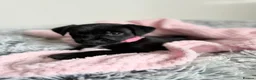 Patterdale Terrier dogs for sale: Patterdale puppies  - Advert 25