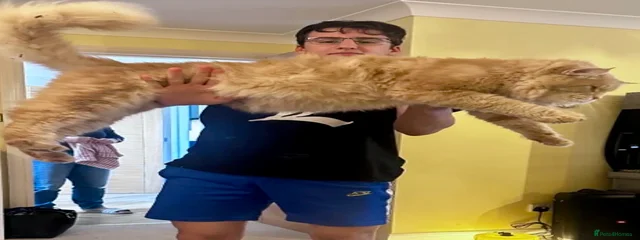 Chip