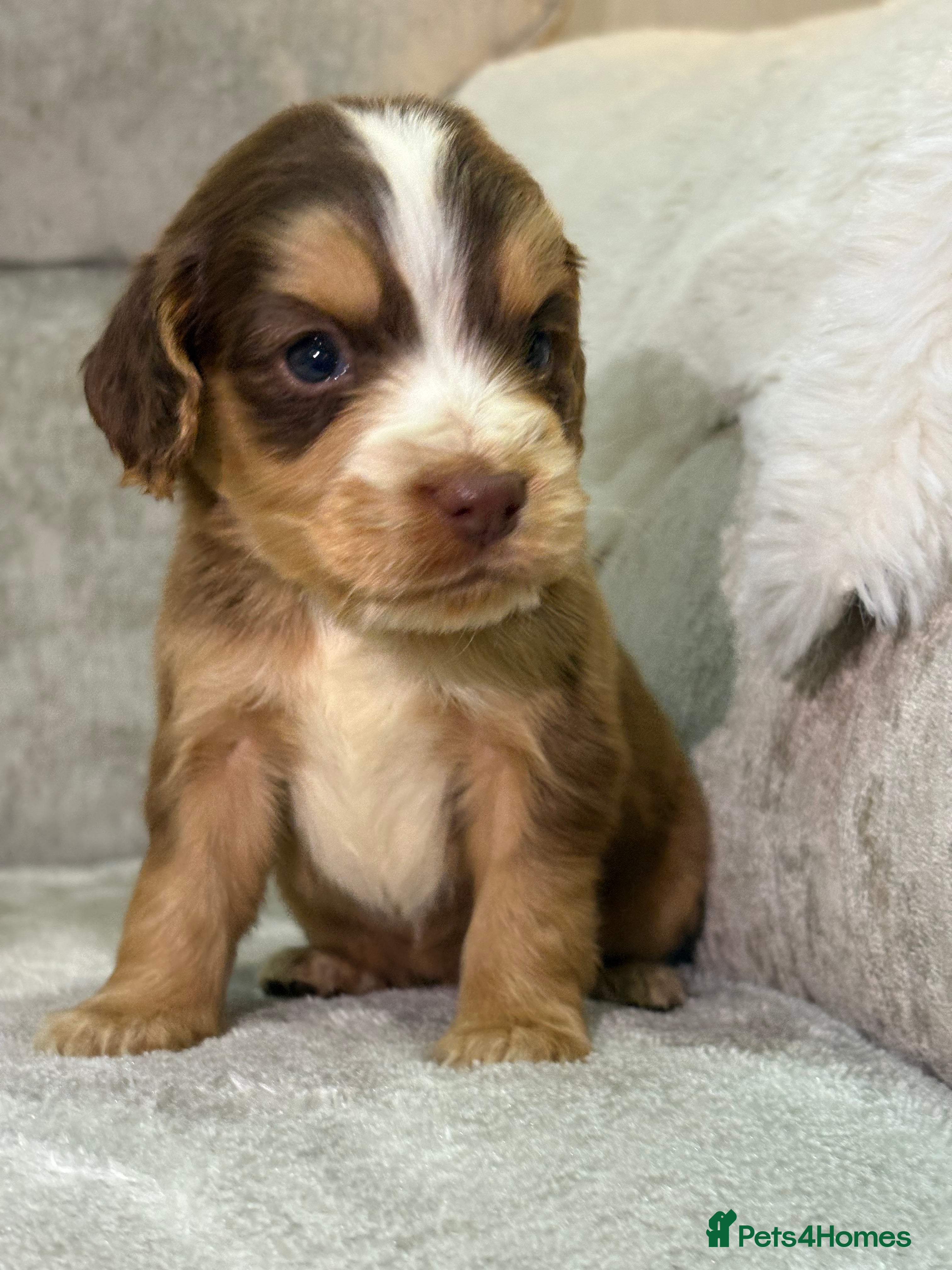 Cocker Spaniel dogs Stunning cocker spaniel puppies - Advert 6