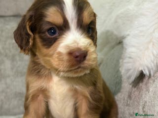 Cocker Spaniel dogs Stunning cocker spaniel puppies - Advert 17