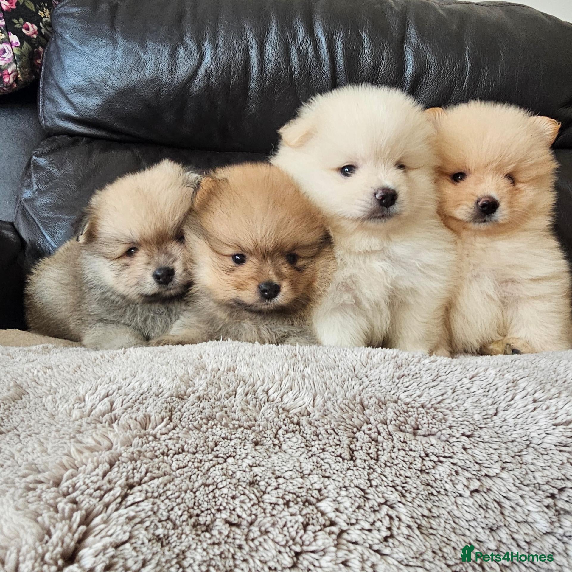 Pomeranian dogs 4 Boys pomeranian baby's  - Advert 14
