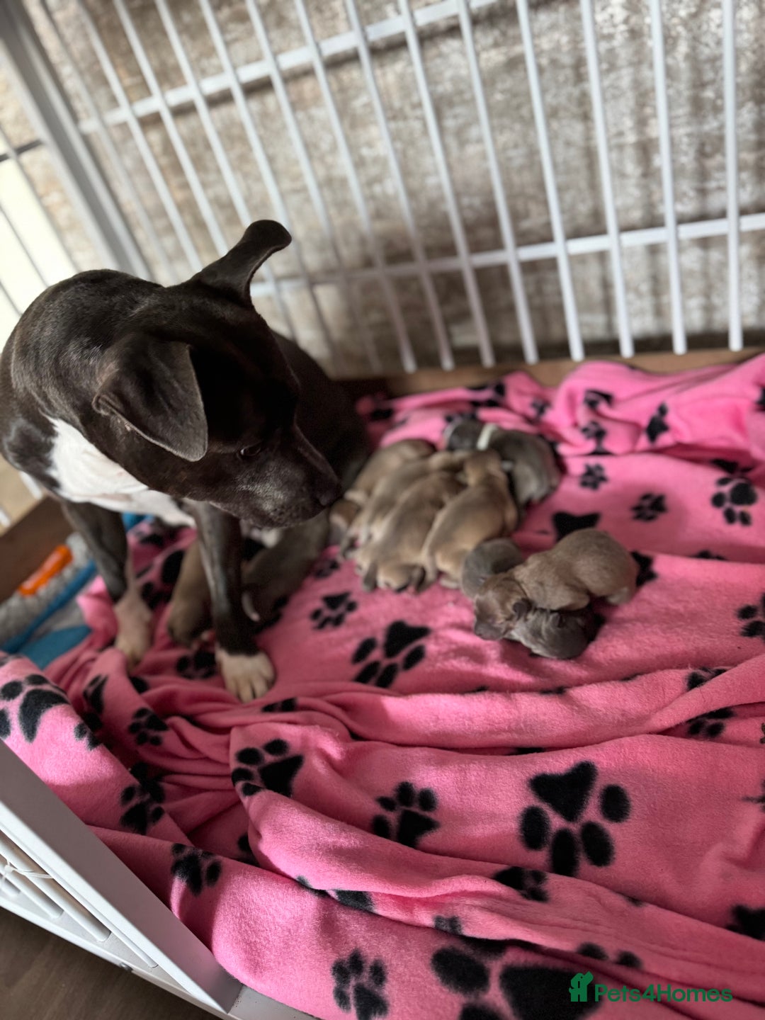 Staffordshire Bull Terrier dogs for sale: Staffordshire Bull Terrier Puppies - Image 9