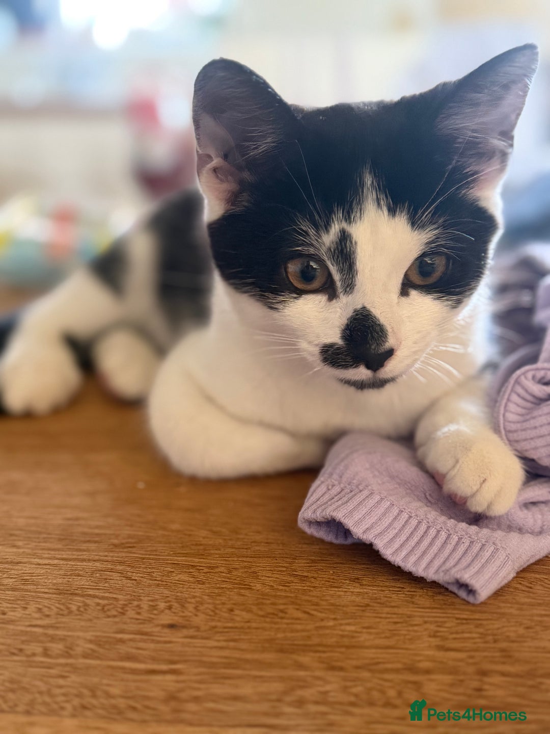 Mixed Breed cats for sale: Make black and white cat - Advert 2