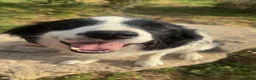 Border Collie dogs for sale: Beautiful Border Collie Puppies - Advert 15