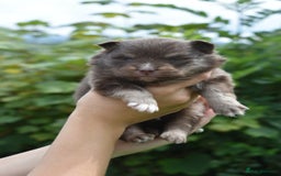 Pomsky dogs for sale: Merle Genuine Toy Size  Pomsky Puppies - Image 29